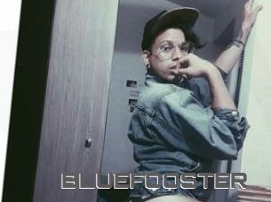 BLUEFOOSTER