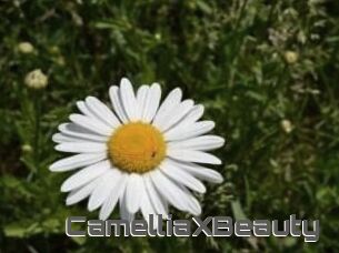 Camellia_XBeauty