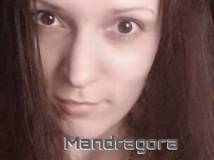 Mandragora